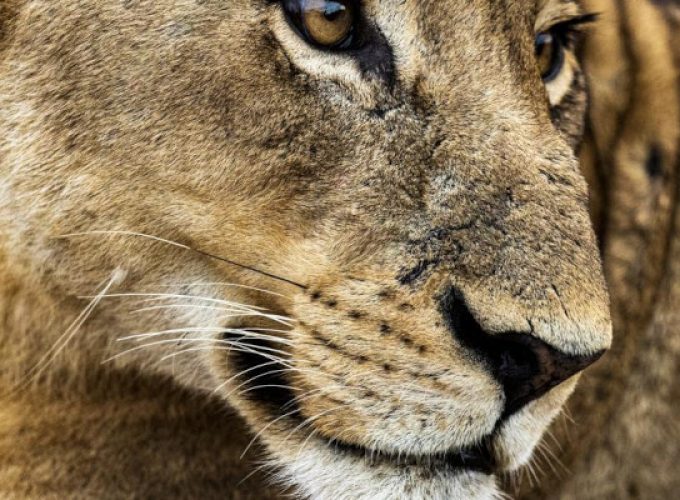 2-Day Tarangire & Ngorongoro Crater Safari: Northern Tanzania Wildlife Adventure