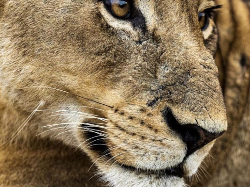 2-Day Tarangire & Ngorongoro Crater Safari: Northern Tanzania Wildlife Adventure