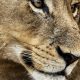 2-Day Tarangire & Ngorongoro Crater Safari: Northern Tanzania Wildlife Adventure