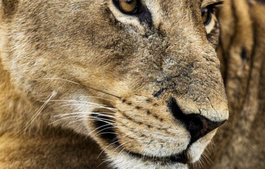 2-Day Tarangire & Ngorongoro Crater Safari: Northern Tanzania Wildlife Adventure
