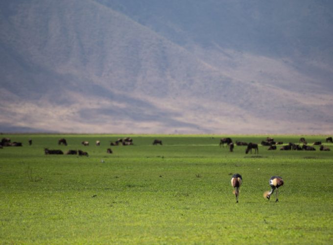 3-Day Serengeti & Ngorongoro Crater Safari from Arusha | Best Tanzania Short Tour