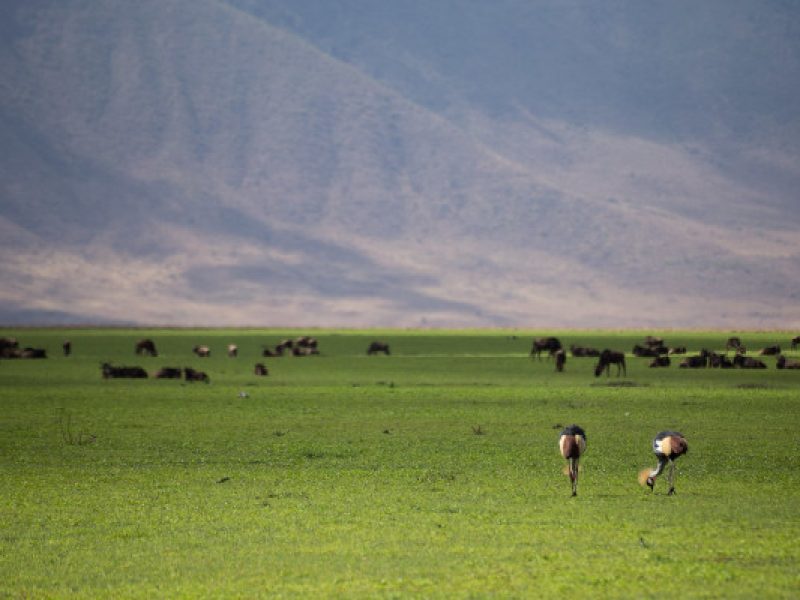 3-Day Serengeti & Ngorongoro Crater Safari from Arusha | Best Tanzania Short Tour
