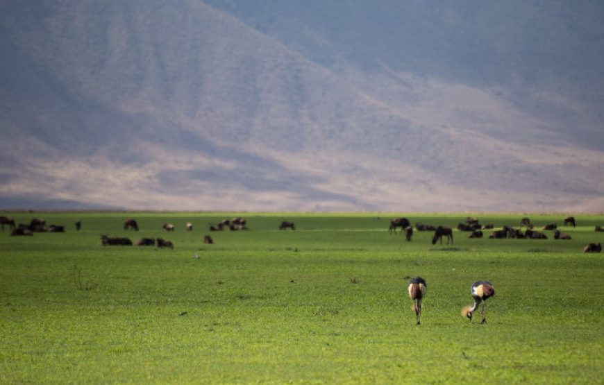 3-Day Serengeti & Ngorongoro Crater Safari from Arusha | Best Tanzania Short Tour