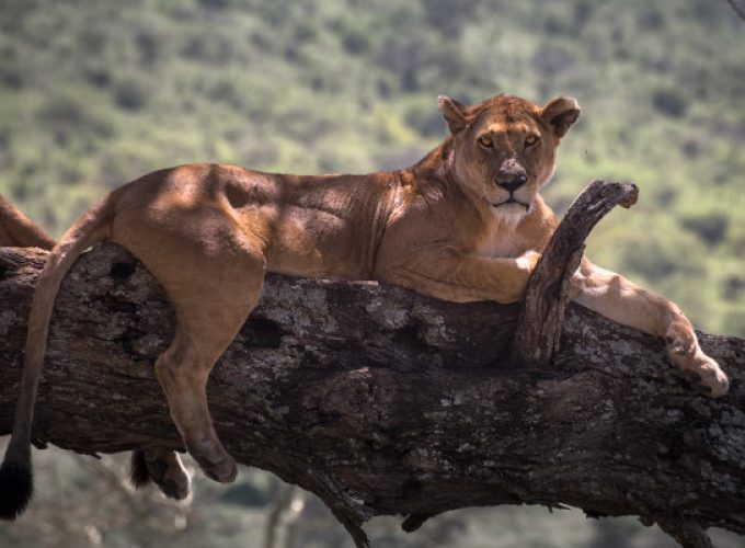 4 Days Tarangire, Serengeti & Ngorongoro Crater Safari | Tanzania Northern Circuit Tour