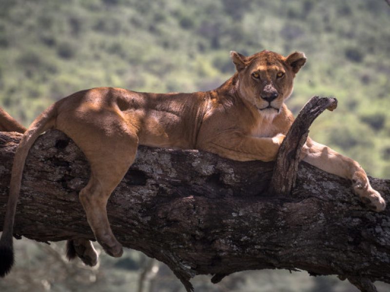 4 Days Tarangire, Serengeti & Ngorongoro Crater Safari | Tanzania Northern Circuit Tour
