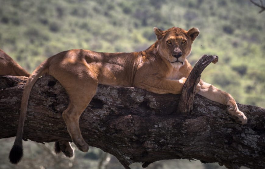 4 Days Tarangire, Serengeti & Ngorongoro Crater Safari | Tanzania Northern Circuit Tour
