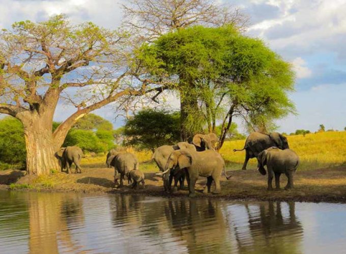 7-Day Tanzania Northern Circuit Safari | Arusha, Tarangire, Manyara, Serengeti, Ngorongoro
