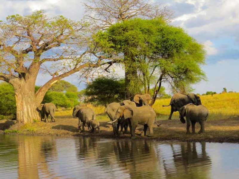 7-Day Tanzania Northern Circuit Safari | Arusha, Tarangire, Manyara, Serengeti, Ngorongoro