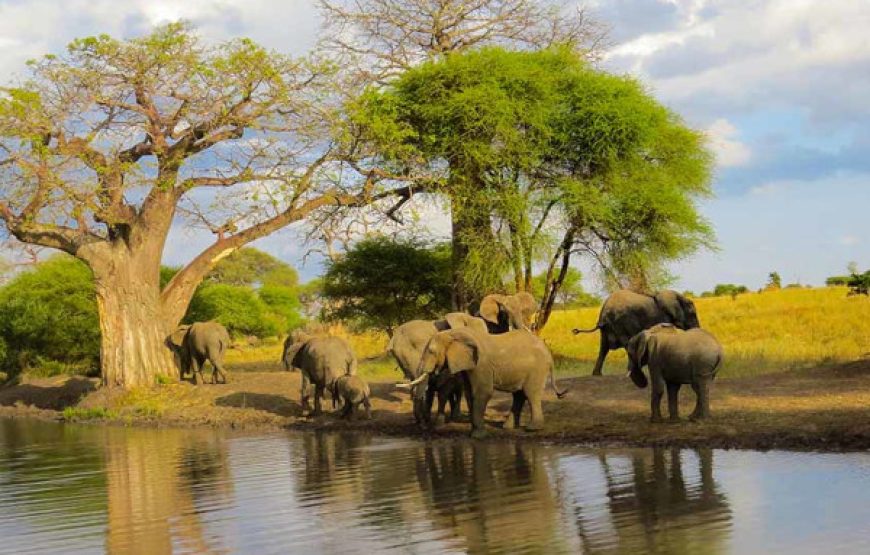 7-Day Tanzania Northern Circuit Safari | Arusha, Tarangire, Manyara, Serengeti, Ngorongoro
