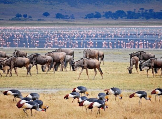 8-Day Tanzania Northern Circuit Safari | Arusha, Tarangire, Manyara, Serengeti, Ngorongoro