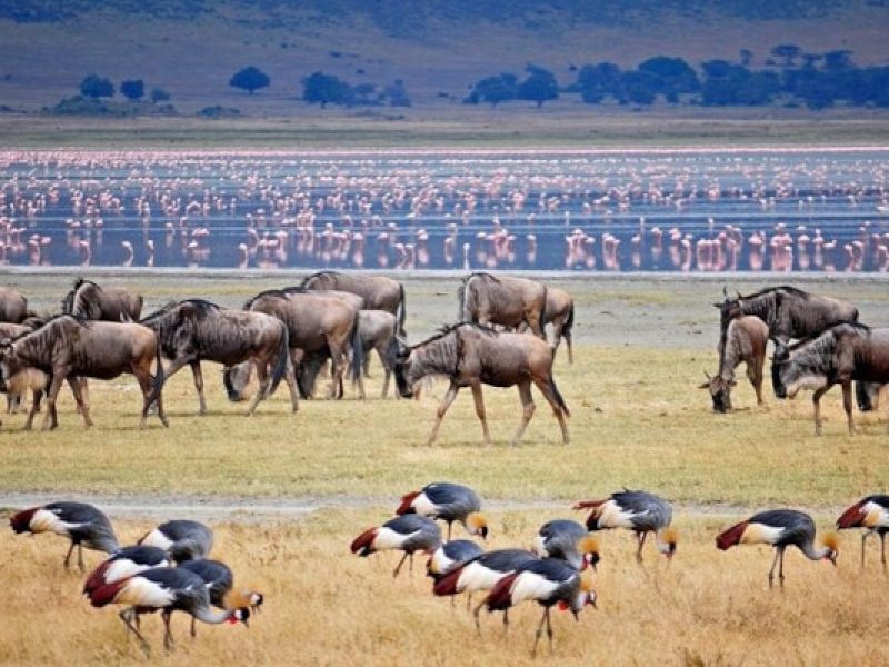 8-Day Tanzania Northern Circuit Safari | Arusha, Tarangire, Manyara, Serengeti, Ngorongoro