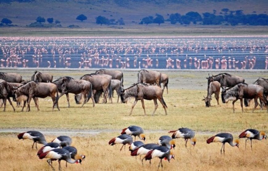 8-Day Tanzania Northern Circuit Safari | Arusha, Tarangire, Manyara, Serengeti, Ngorongoro