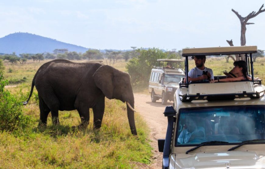 9-Day Ultimate Tanzania Safari | Arusha, Tarangire, Manyara, Serengeti, Ngorongoro