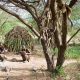 10-Day Ultimate Tanzania Safari & Cultural Tour | Serengeti, Ngorongoro, Lake Eyasi Bushmen