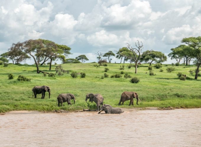 6-Day Tanzania Northern Circuit Safari | Tarangire, Manyara, Serengeti, Ngorongoro