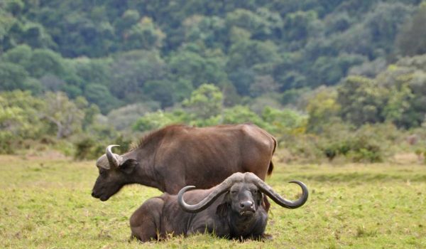 Arusha National Park 3
