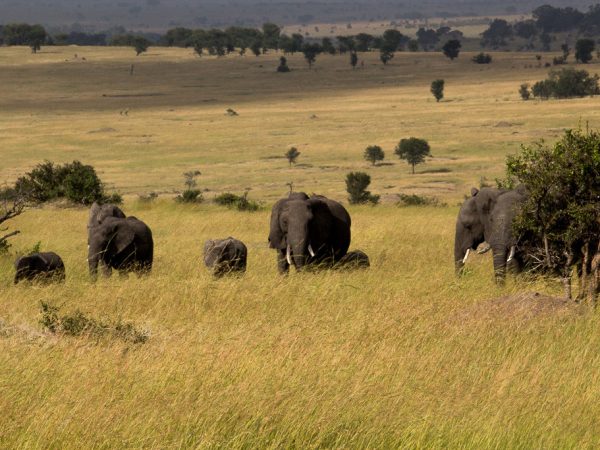 Norhtern Serengeti 1