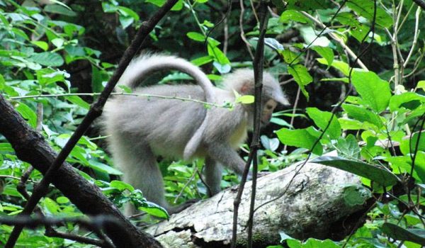 Udzungwa_mountains-2