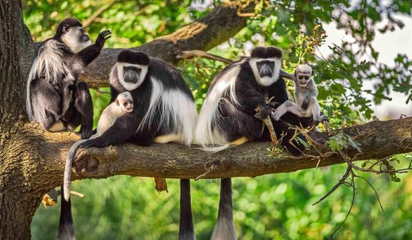 Arusha National Park