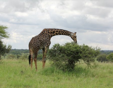 Tanzania Northern Circuit Safari