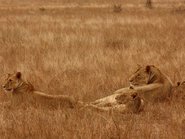 lions (3)