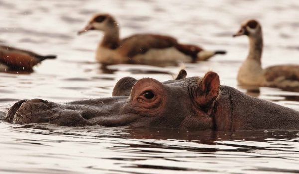 Nyerere National Park