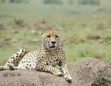 wildlife-3146790_1920