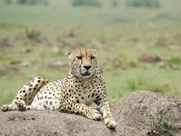 wildlife-3146790_1920